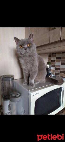 British Shorthair, Kedi  Minnak fotoğrafı