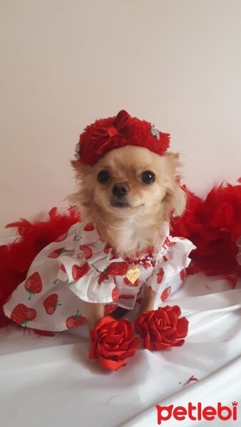 Chihuahua, Köpek  Lili fotoğrafı