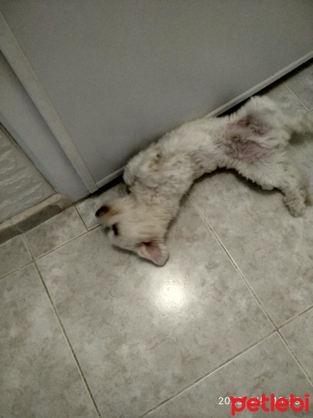 Maltese, Köpek  Carlos fotoğrafı