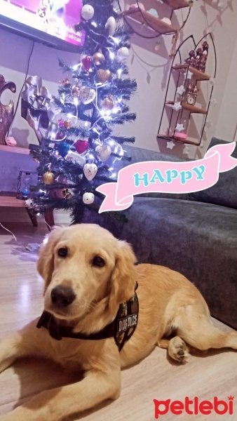 Golden Retriever, Köpek  Lora fotoğrafı