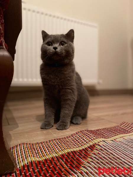 British Shorthair, Kedi  Bıcır ve bıdık fotoğrafı