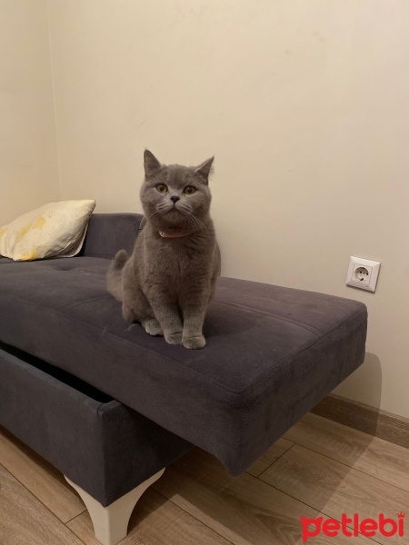 British Shorthair, Kedi  Bıcır ve bıdık fotoğrafı
