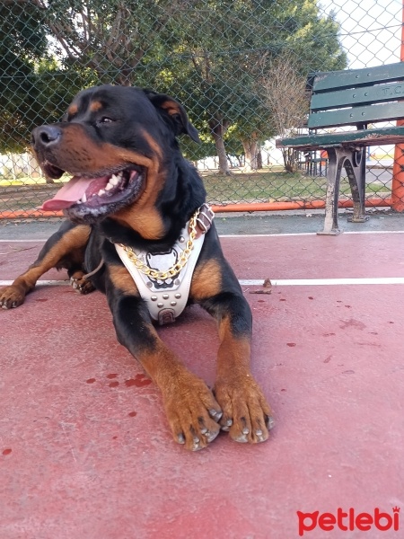Rottweiler, Köpek  Pablo fotoğrafı