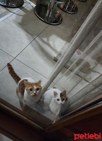 Tekir Kedi, Kedi  Narin ve Balım fotoğrafı