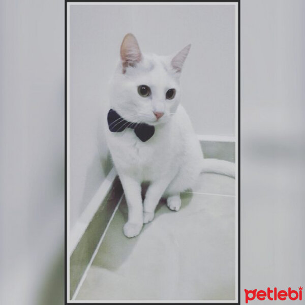 Ankara Kedisi, Kedi  cacık fotoğrafı