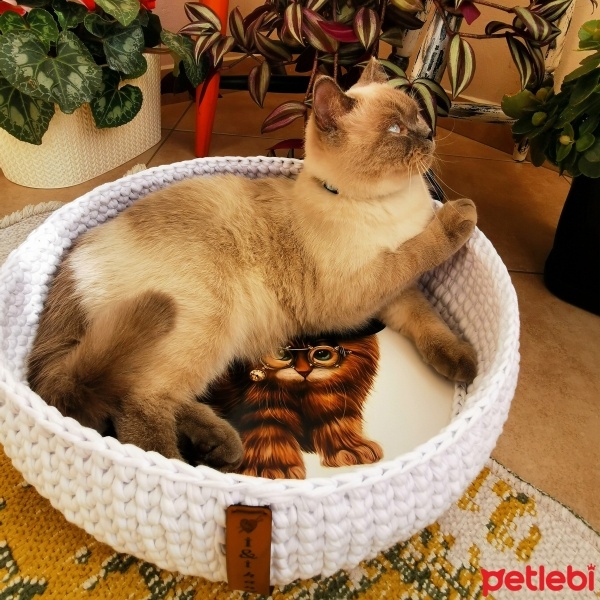 British Shorthair, Kedi  Maya fotoğrafı
