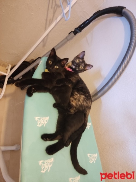 Bombay, Kedi  Obby ve dobby fotoğrafı