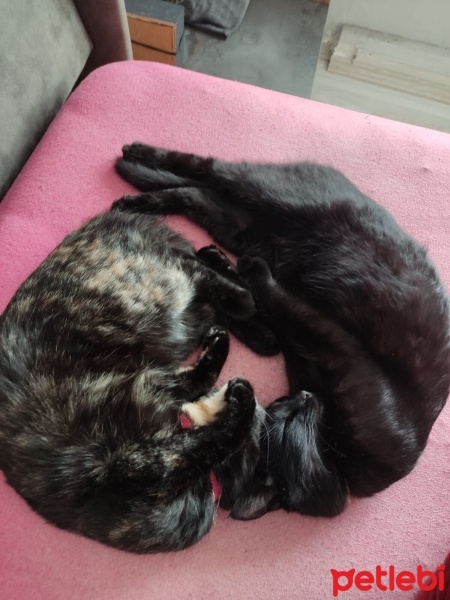 Bombay, Kedi  Obby ve dobby fotoğrafı