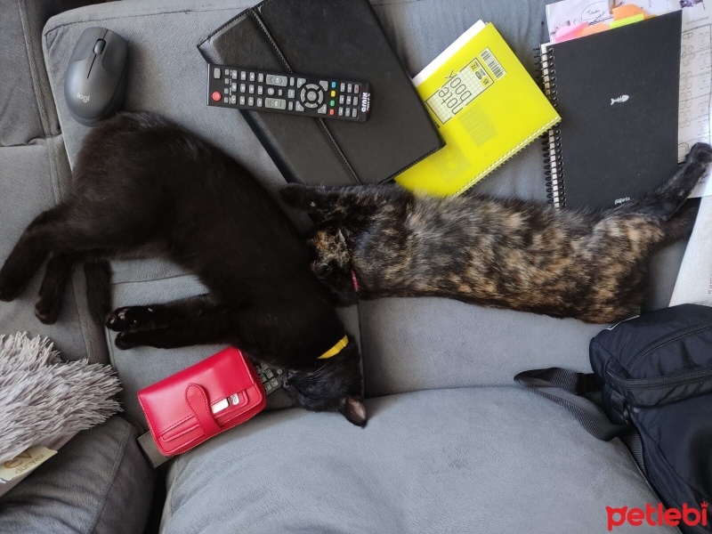 Bombay, Kedi  Obby ve dobby fotoğrafı