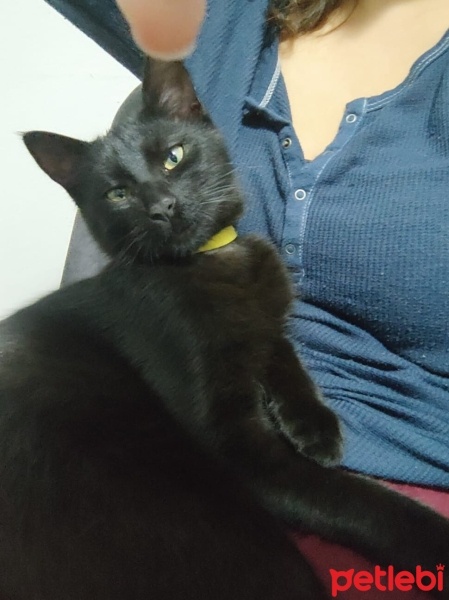 Bombay, Kedi  Obby ve dobby fotoğrafı