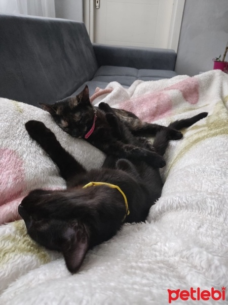 Bombay, Kedi  Obby ve dobby fotoğrafı