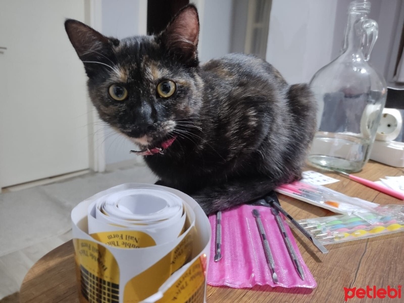 Bombay, Kedi  Obby ve dobby fotoğrafı