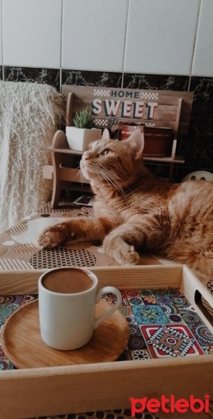 Sarman, Kedi  limon fotoğrafı