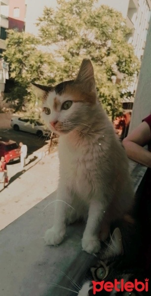 Sarman, Kedi  limon fotoğrafı