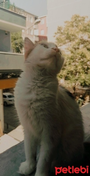 Sarman, Kedi  limon fotoğrafı