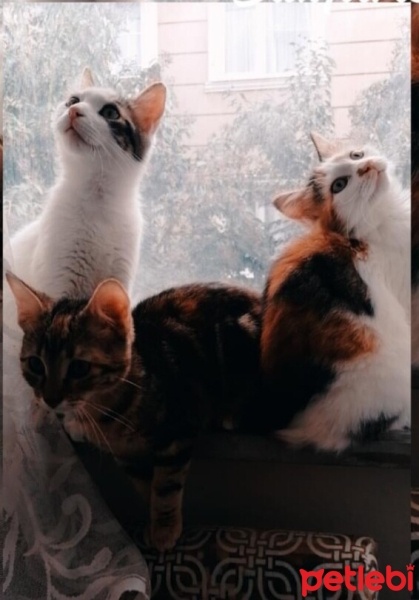Sarman, Kedi  limon fotoğrafı