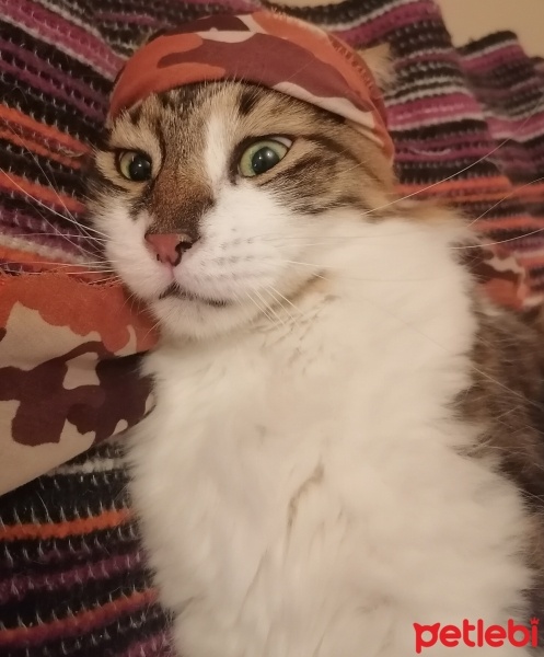 Sarman, Kedi  limon fotoğrafı