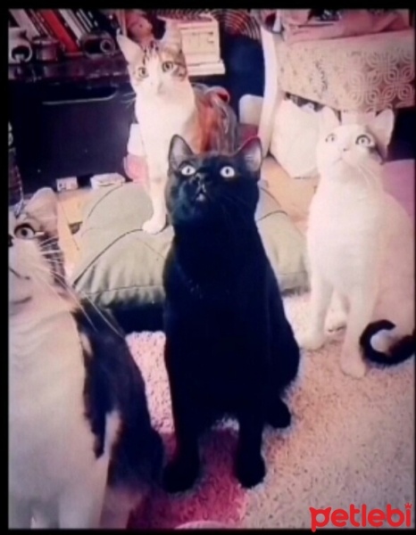 Sarman, Kedi  limon fotoğrafı