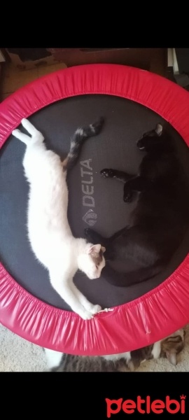 Sarman, Kedi  limon fotoğrafı