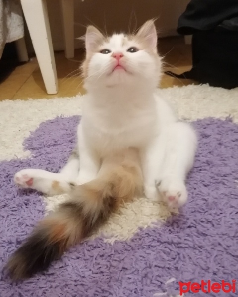 Sarman, Kedi  limon fotoğrafı