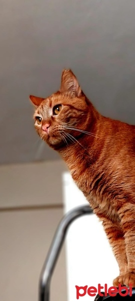Sarman, Kedi  limon fotoğrafı