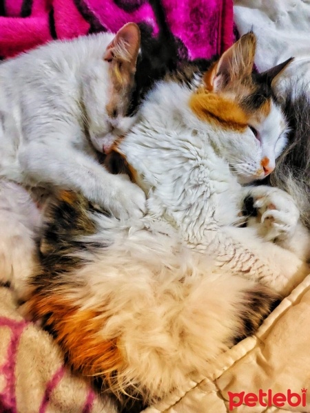 Sarman, Kedi  limon fotoğrafı