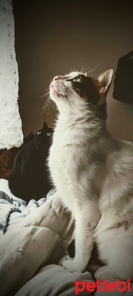 Sarman, Kedi  limon fotoğrafı