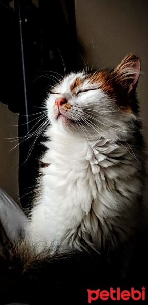 Sarman, Kedi  limon fotoğrafı