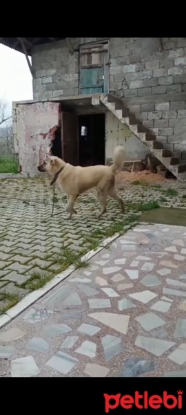 Kangal, Köpek  Ayaz fotoğrafı