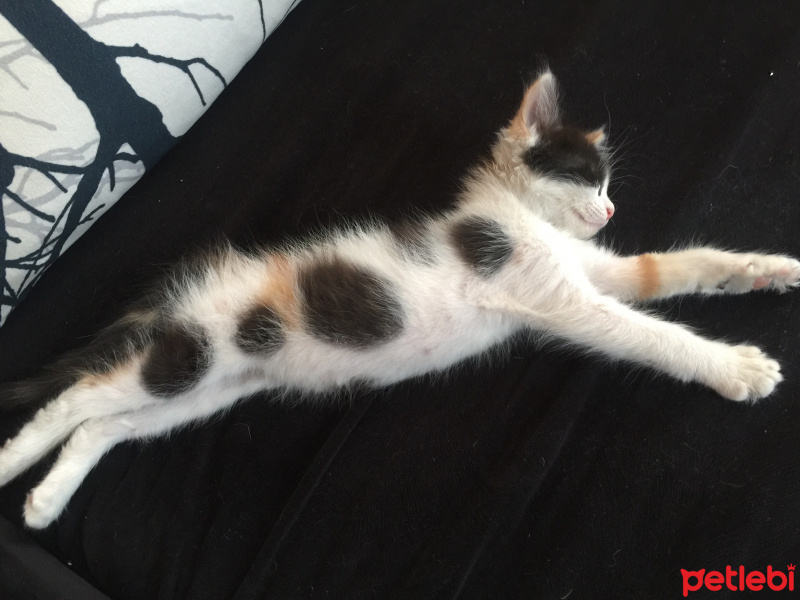 Tekir Kedi, Kedi  Minik fotoğrafı