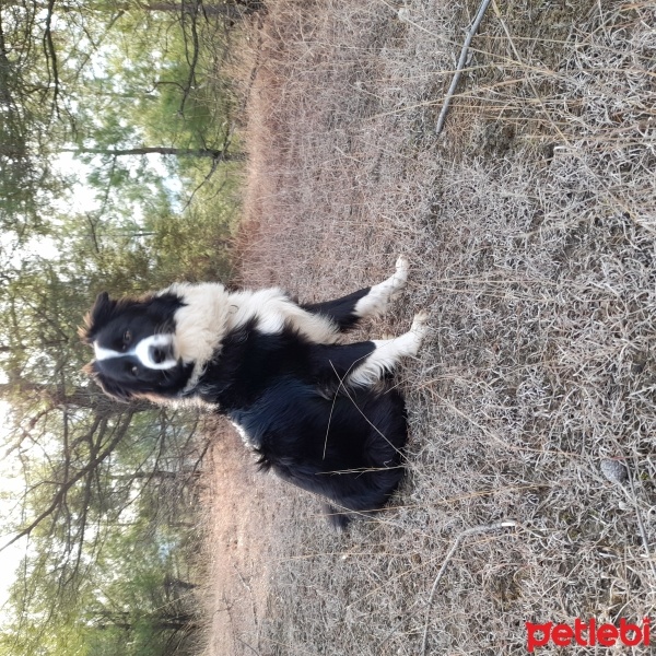 Border Collie, Köpek  Alex fotoğrafı