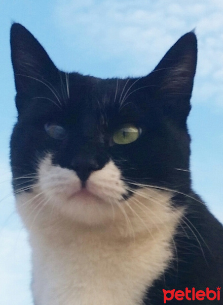 Tuxedo (Smokin) Kedi, Kedi  DUMRUL fotoğrafı