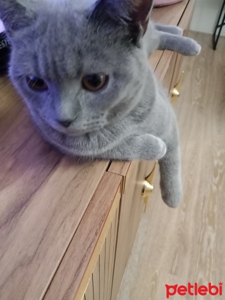 British Shorthair, Kedi  Şila fotoğrafı