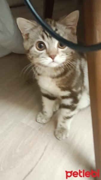 British Shorthair, Kedi  Şeker fotoğrafı