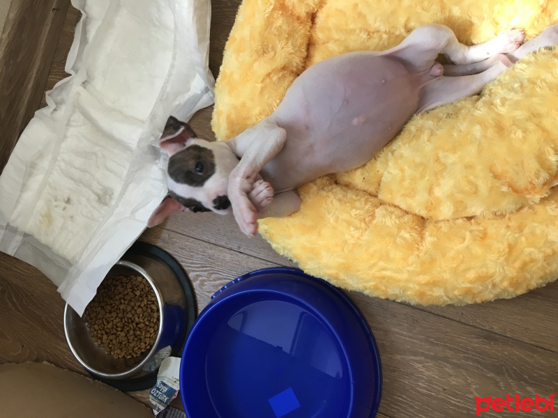 Boxer, Köpek  Aura fotoğrafı