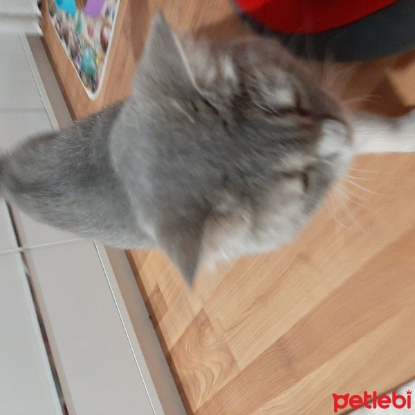 British Shorthair, Kedi  Miyav fotoğrafı