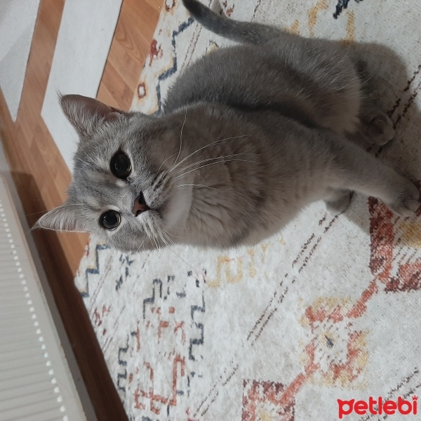 British Shorthair, Kedi  Miyav fotoğrafı