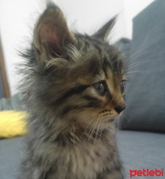 Tekir Kedi, Kedi  Thorolf fotoğrafı