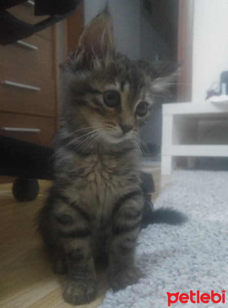 Tekir Kedi, Kedi  Thorolf fotoğrafı