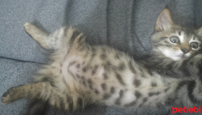 Tekir Kedi, Kedi  Thorolf fotoğrafı