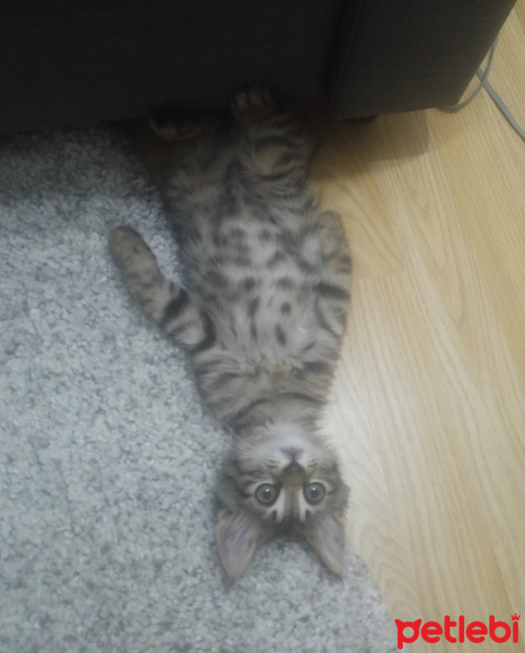 Tekir Kedi, Kedi  Thorolf fotoğrafı