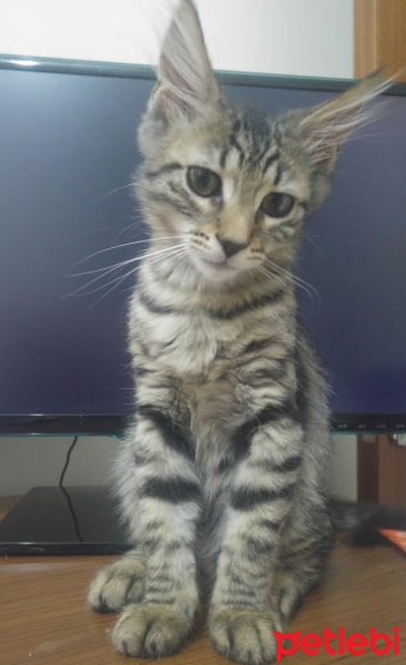 Tekir Kedi, Kedi  Thorolf fotoğrafı