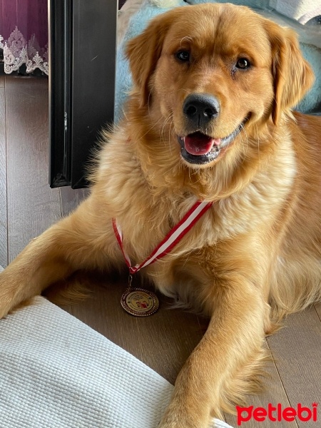 Golden Retriever, Köpek  Oscar fotoğrafı