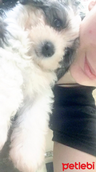 Shih Tzu, Köpek  Paffy fotoğrafı