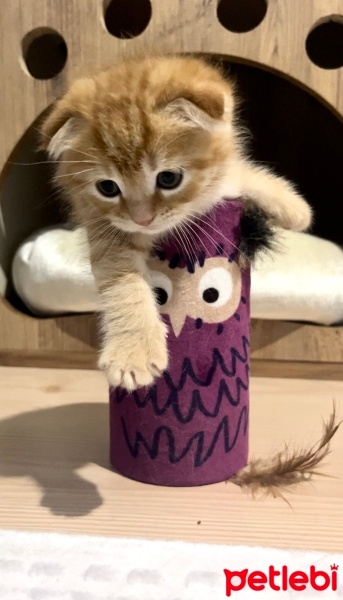 Scottish Fold, Kedi  Mars fotoğrafı