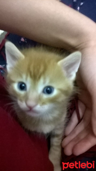 Tekir Kedi, Kedi  Şerafettin, şefika ve rıza fotoğrafı
