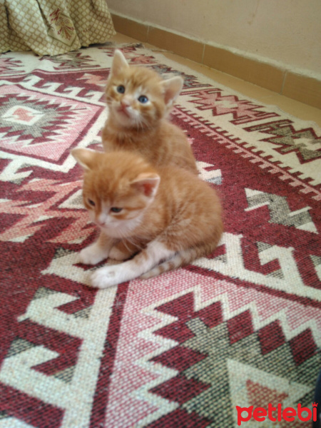 Tekir Kedi, Kedi  Şerafettin, şefika ve rıza fotoğrafı