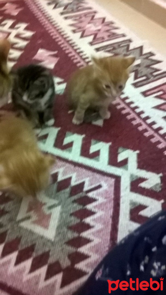 Tekir Kedi, Kedi  Şerafettin, şefika ve rıza fotoğrafı