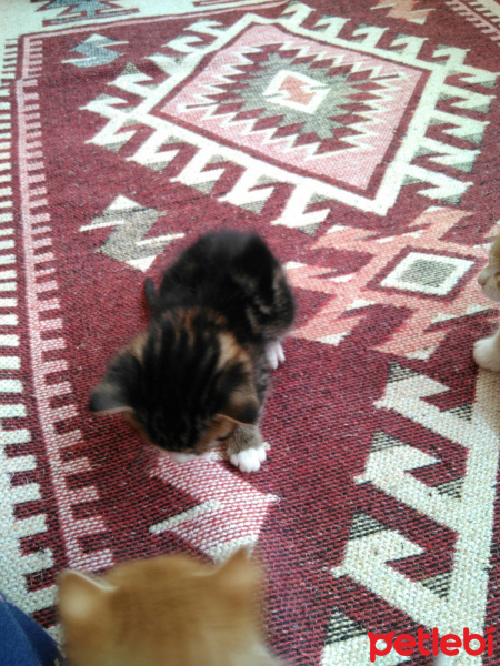Tekir Kedi, Kedi  Şerafettin, şefika ve rıza fotoğrafı