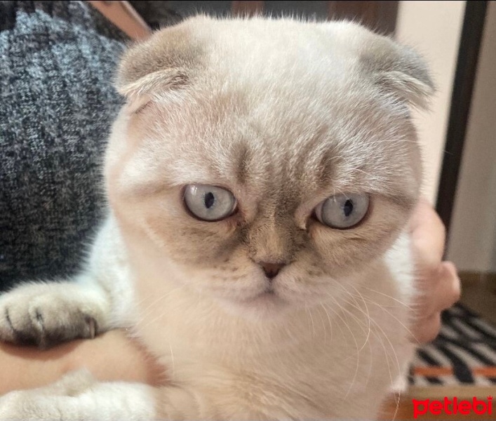 British Shorthair, Kedi  Bulut fotoğrafı